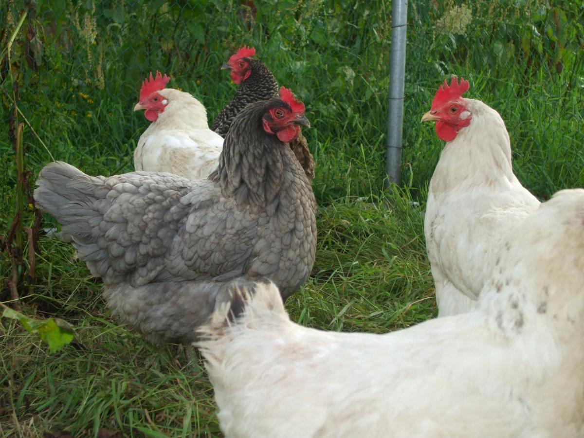 The Brown Hen Guest Accommodation 밴던 외부 사진